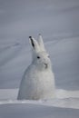 Arctic Hare found in the snow covered tundra, staring off into the distance with ears pointed up, near Arviat, Royalty Free Stock Photo