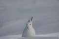 Arctic Hare found in the snow covered tundra, staring off into the distance with ears pointed up, near Arviat, Royalty Free Stock Photo