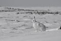 Arctic hare Lepus arcticus getting ready to jump while sitting on snow and shedding its winter coat