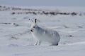 Arctic hare Lepus arcticus getting ready to jump while sitting on snow and shedding its winter coat