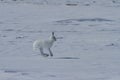 Arctic hare, Lepus arcticus, hopping around the snow in Canada's arctic tundra