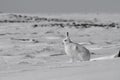 Arctic hare, Lepus arcticus, sitting on snow with ears pointing up Royalty Free Stock Photo