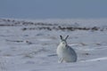 Arctic hare, Lepus arcticus, sitting on snow with ears pointing up and staring straight at the camera Royalty Free Stock Photo