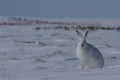 Arctic hare, Lepus arcticus, sitting on snow with ears pointing up and staring straight at the camera Royalty Free Stock Photo