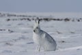 Arctic hare Lepus arcticus sitting on snow and shedding its winter coat Royalty Free Stock Photo