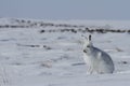 Arctic hare Lepus arcticus sitting on snow and shedding its winter coat, Nunavut