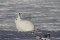 Arctic Hare Lepus arcticus staring into the distance, near Arviat, Nunavut Royalty Free Stock Photo