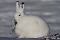 Arctic Hare Lepus arcticus staring into the distance with willow branch in its mouth, near Arviat, Nunavut Royalty Free Stock Photo