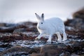 Arctic hare lifts paw walking across tundra