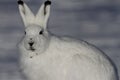 Arctic Hare with look of fright with willow pieces in its fur Royalty Free Stock Photo