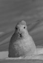 Arctic hare with a shocked look