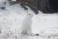 Arctic hare sitting by a rock