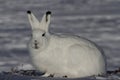 Arctic Hare staring towards the camera on a snowy tundra Royalty Free Stock Photo