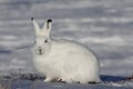 Arctic Hare staring towards the camera on a snowy tundra Royalty Free Stock Photo