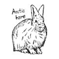 Arctic hare - vector illustration sketch hand drawn with black l Royalty Free Stock Photo