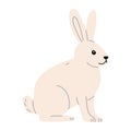 Arctic hare on white background, vector illustration in flat style. Royalty Free Stock Photo