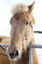 Arctic horse