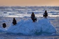 Arctic ice sunset. Winter sunrise with eagle. Steller\'s sea eagle, morning twilight, Hokkaido, Japan. Eagle