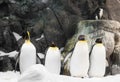 Arctic king penguin, group of penguins