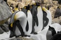 Arctic king penguin, group of penguins