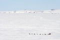 Arctic landscape with a dog sled