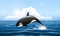 Orca or Killer Whale Jumps out of the Water Royalty Free Stock Photo