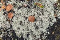 Arctic lichens. Rock surface with lichen and moss texture. Nature colors abstract background.