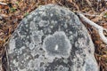 Arctic lichens. Rock surface with lichen and moss texture. Nature colors abstract background. Royalty Free Stock Photo