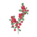 Arctic lingonberries and leaves isolated on white background. Beautiful detailed botanical drawing of ripe boreal forest