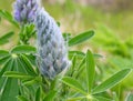 Arctic lupine bud