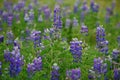 Arctic Lupine (Lupinus ancticus)