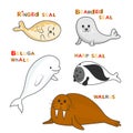 Arctic marine mammals with names. Vector cartoon color image. Royalty Free Stock Photo