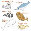 Arctic marine mammals seals and dolphins. Vector cute marine animals. Royalty Free Stock Photo