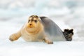 Arctic marine wildlife. Cute seal in the Arctic snowy habitat. Bearded seal on blue and white ice in arctic Svalbard, with lift up