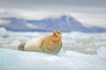 Arctic marine wildlife. Cute seal in the Arctic snowy habitat. Bearded seal on blue and white ice in arctic Svalbard, with lift up