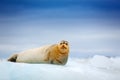 Arctic marine wildlife. Cute seal in the Arctic snowy habitat. Bearded seal on blue and white ice in arctic Svalbard, with lift up