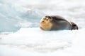 Arctic marine wildlife. Cute seal in the Arctic snowy habitat. Bearded seal on blue and white ice in arctic Svalbard, with lift up