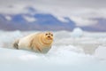 Arctic marine wildlife. Cute seal in the Arctic snowy habitat. Bearded seal on blue and white ice in arctic Svalbard, with lift up