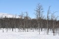 Arctic nature in Finnish Lapland