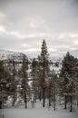Arctic Norway in Winter Royalty Free Stock Photo