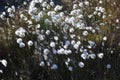 Arctic plant Eriophorum cottongrass, cotton-grass or cottonsedge, Greenland