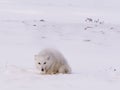 Arctic polar fox