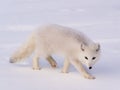 Arctic polar fox