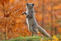 Arctic polar fox running in orange autumn leaves. Beautiful animal in the nature habitat. Wildlife scene from the wild nature with