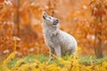 Arctic polar fox running in orange autumn leaves. Beautiful animal in the nature habitat. Wildlife scene from the wild nature with