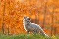 Arctic polar fox running in orange autumn leaves. Cute Fox, fall forest. Beautiful animal in the nature habitat. Orange fox, detai