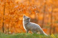 Arctic polar fox running in orange autumn leaves. Cute Fox, fall forest. Beautiful animal in the nature habitat. Orange fox, detai Royalty Free Stock Photo