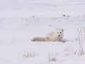 Arctic polar fox