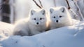 arctic polar foxes cute