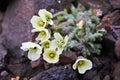 Arctic Poppy Royalty Free Stock Photo